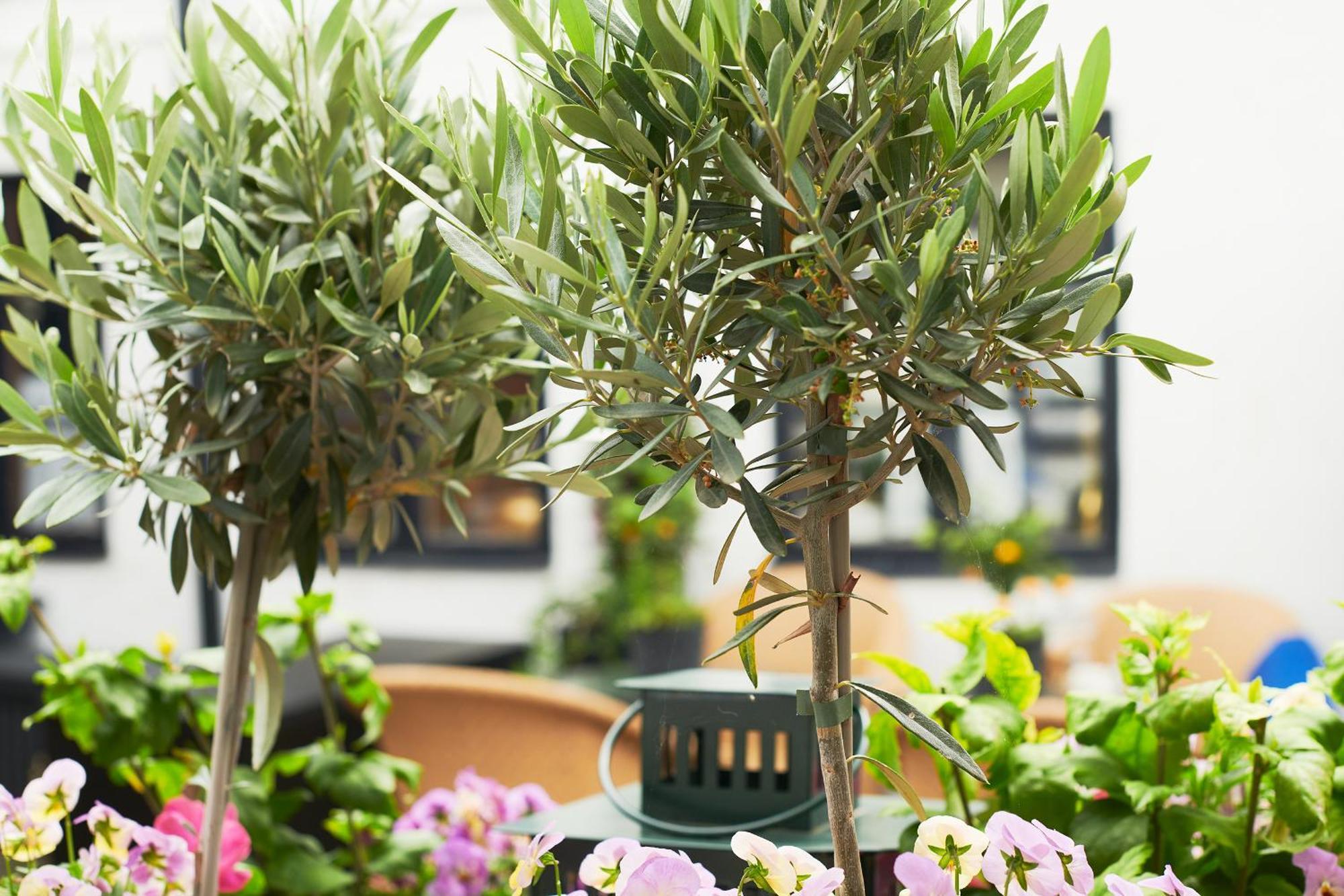 Baeckagarden 3* Ystad